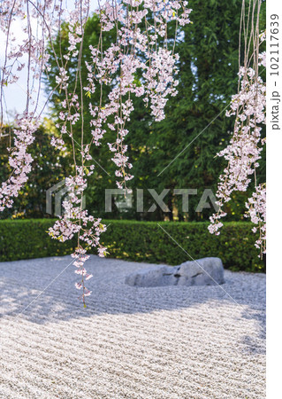 妙心寺 退蔵院 陰陽の庭 紅しだれ桜 妙心寺 退蔵院 陰陽の庭 紅しだれ桜 102117639
