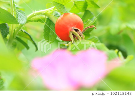 ハマナスの実 102118148