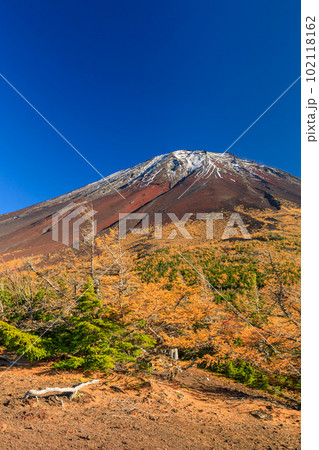富士山奥庭_紅葉する唐松樹林の絶景 102118162