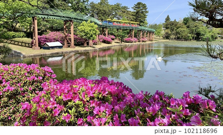 満開のツツジとこども汽車ゆめポッポが彩りを添える西三田ヶ入池〈南公園/愛知県岡崎市〉 満開のツツジとこども汽車ゆめポッポが彩りを添える西三田ヶ入池〈南公園/愛知県岡崎市〉 102118696