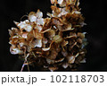 晩秋の枯れた紫陽花 102118703