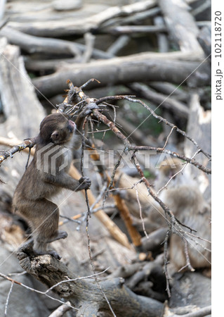 枝で遊ぶニホンザル 102118720