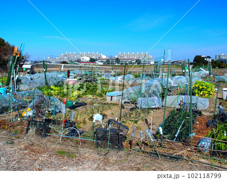 早春の郊外の貸し農園風景 102118799
