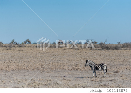 Zebras in Etosha National Park. Zebras in Etosha National Park. 102118872