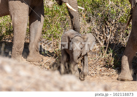 Desert Elephant in Namibia Desert Elephant in Namibia 102118873