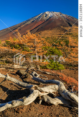 富士山奥庭_紅葉する唐松樹林の絶景 102118894