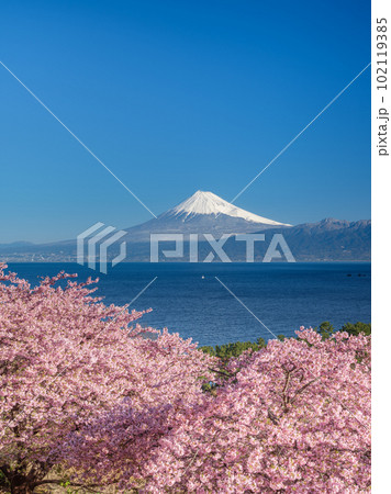 静岡_富士山と満開河津桜の絶景風景 102119385