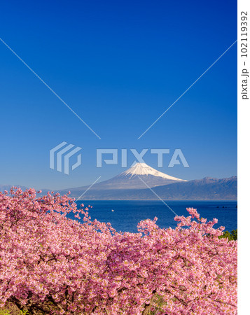 静岡_富士山と満開河津桜の絶景風景 102119392