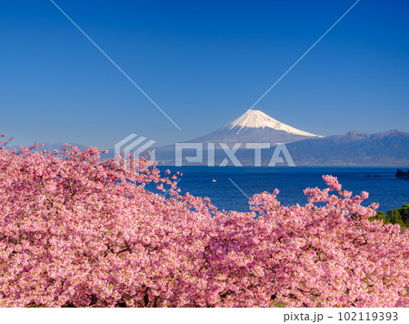 静岡_富士山と満開河津桜の絶景風景 102119393