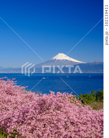静岡_富士山と満開河津桜の絶景風景 静岡_富士山と満開河津桜の絶景風景 102119411