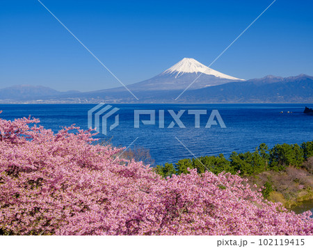 静岡_富士山と満開河津桜の絶景風景 102119415