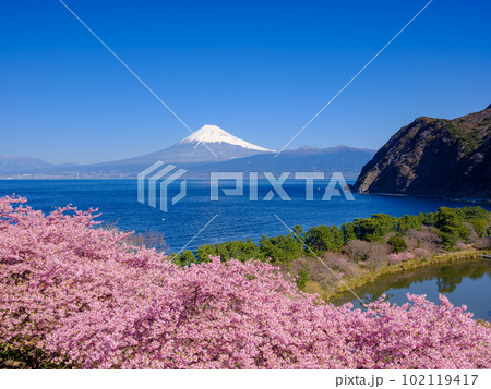 静岡_富士山と満開河津桜の絶景風景 102119417