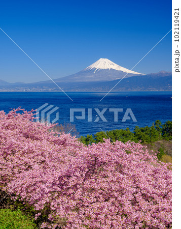 静岡_富士山と満開河津桜の絶景風景 102119421