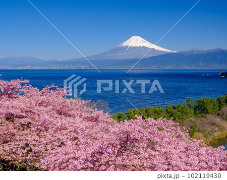 静岡_富士山と満開河津桜の絶景風景 静岡_富士山と満開河津桜の絶景風景 102119430
