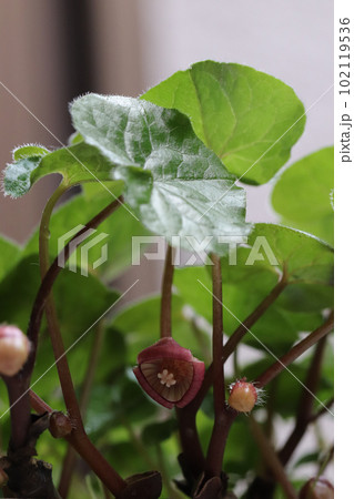 フタバアオイの花 フタバアオイの花 102119536
