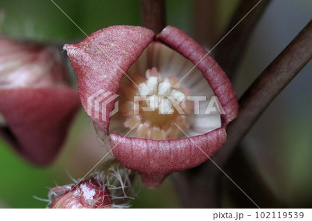 フタバアオイの花 102119539