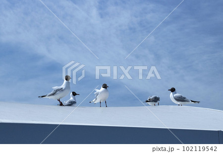 青空と建物の上に止まっている数羽のカモメ 102119542