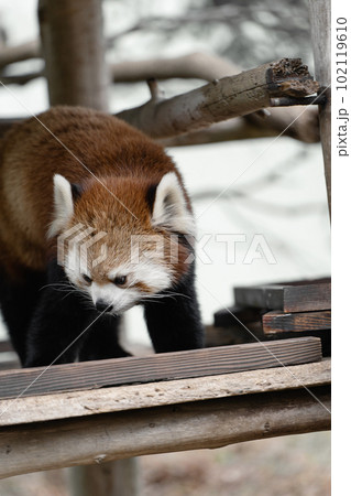 探し物をするレッサーパンダ 102119610