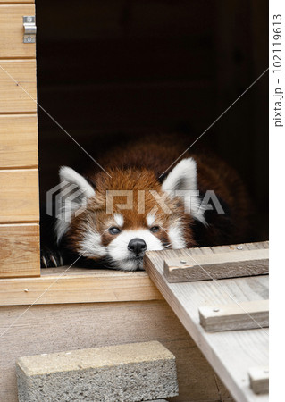 小屋の中でくつろぐレッサーパンダ 102119613