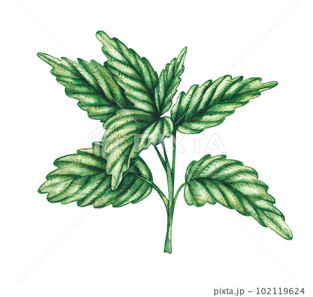 Watercolor sprig of mint plant on white background Watercolor sprig of mint plant on white background 102119624