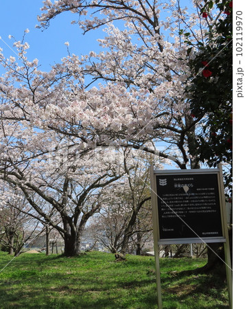 宗堂桜、岡山県指定天然記念物の宗堂の桜のある妙泉寺跡、看板 宗堂桜、岡山県指定天然記念物の宗堂の桜のある妙泉寺跡、看板 102119970