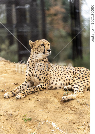 千葉市動物公園のチーター 102120000
