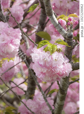 八重桜の花のアップ 八重桜の花のアップ 102120062