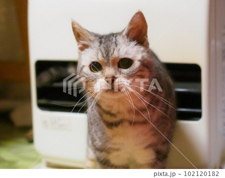 こちらを窺う猫 こちらを窺う猫 102120182