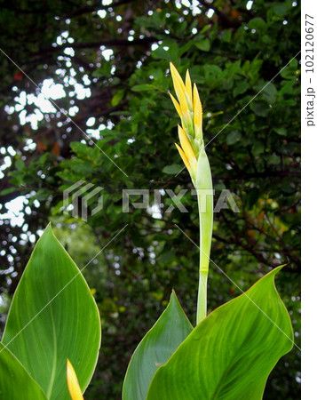 初夏の黄色いカンナの花芽 初夏の黄色いカンナの花芽 102120677
