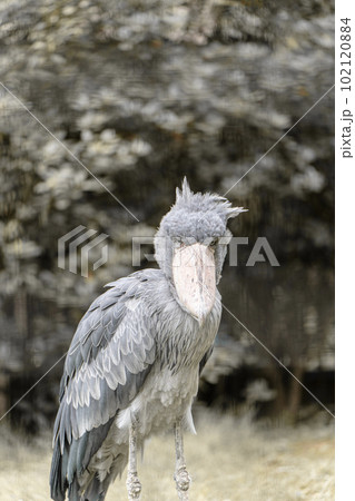 Shoebill at Chiba City Zoological Park - Stock Photo