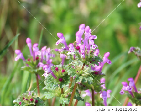 ホトケノザ 102120903