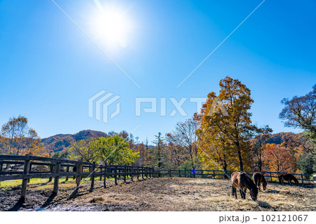 長野県木曽町　紅葉の開田高原の木曽馬の里で草を喰む木曽馬 102121067