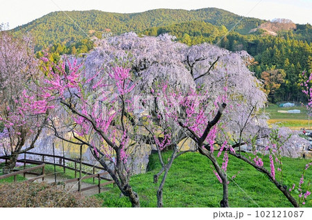 【奈良】又兵衛桜(本郷の瀧桜)、桃の花、スイセン、桜が満開でとても綺麗でした。 【奈良】又兵衛桜(本郷の瀧桜)、桃の花、スイセン、桜が満開でとても綺麗でした。 102121087