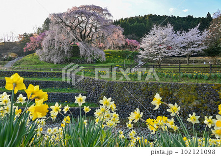 【奈良】又兵衛桜（本郷の瀧桜）、桃の花、スイセン、桜が満開でとても綺麗でした。 102121098
