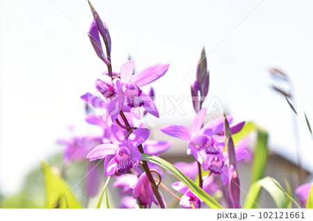 春の明るい空をバックにした紫瀾 102121661