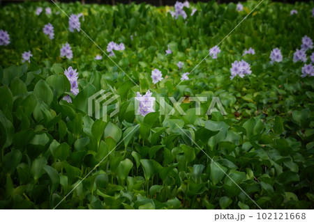 ホテイアオイ 薄紫の花 ホテイアオイ 薄紫の花 102121668