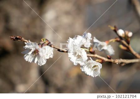 冬桜 102121704