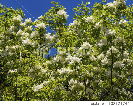 バットの材料に利用されるアオダモの花 バットの材料に利用されるアオダモの花 102121744