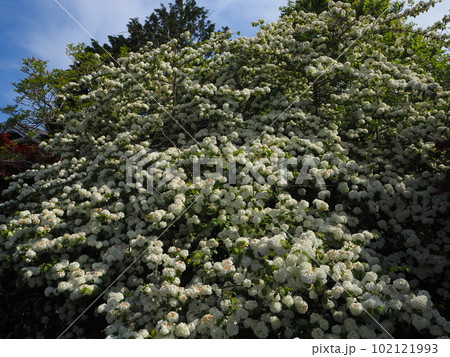 山のようなオオデマリ 102121993