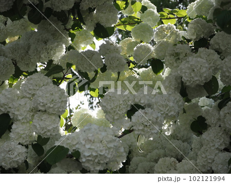 オオデマリ 102121994