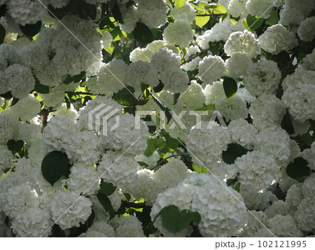 オオデマリ 102121995