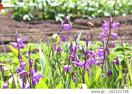 春、路傍に群生する紫瀾 春、路傍に群生する紫瀾 102122748