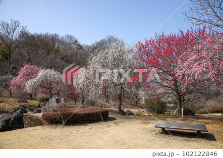 庭園の梅 庭園の梅 102122846