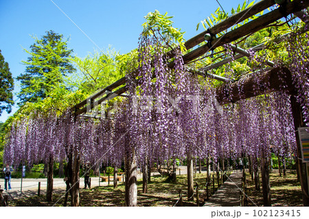 薬師池公園の藤棚｜艶やかな紫色の藤の花は新緑と青空によく映えます 102123415