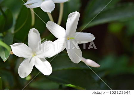 我が家のジャスミン2023 我が家のジャスミン2023 102123644