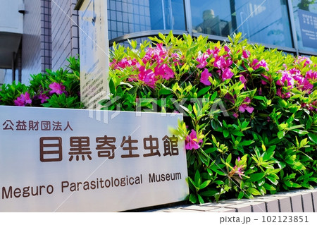 東京都目黒区 目黒寄生虫館 東京都目黒区 目黒寄生虫館 102123851