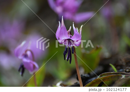 白馬 かたくり苑のかたくり 白馬 かたくり苑のかたくり 102124177