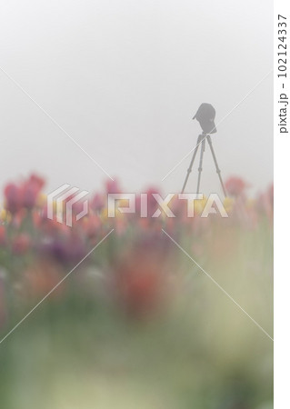 チューリップ畑と霞と三脚 チューリップ畑と霞と三脚 102124337
