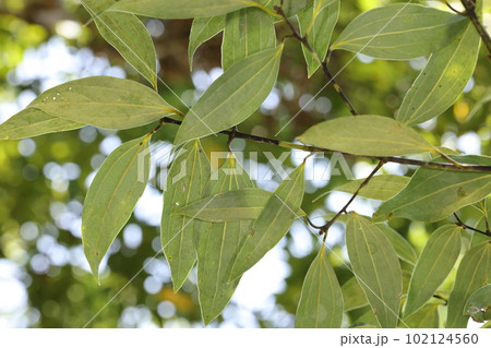 自然　植物　ニッケイ、山原の森で。葉を裏から見ると白っぽく微毛が少々、長く伸びた三行脈が目立ちます 102124560