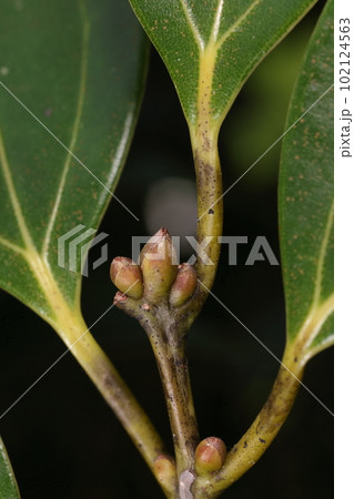 自然　植物　ニッケイ、山原の森で。四月の冬芽、ゴロンとして丸っこい感じです 102124563